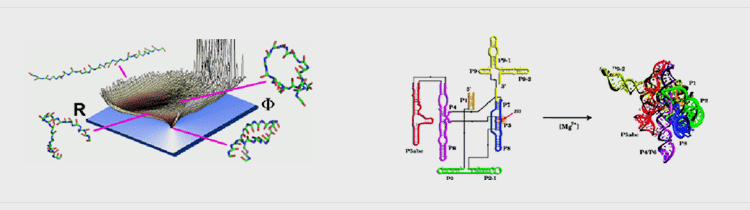 Theoretical and Computational Biophysics picture1